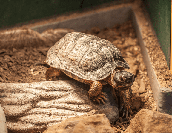 Wood Turtle | Lincoln Park Zoo