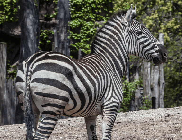 Plains Zebra | Lincoln Park Zoo