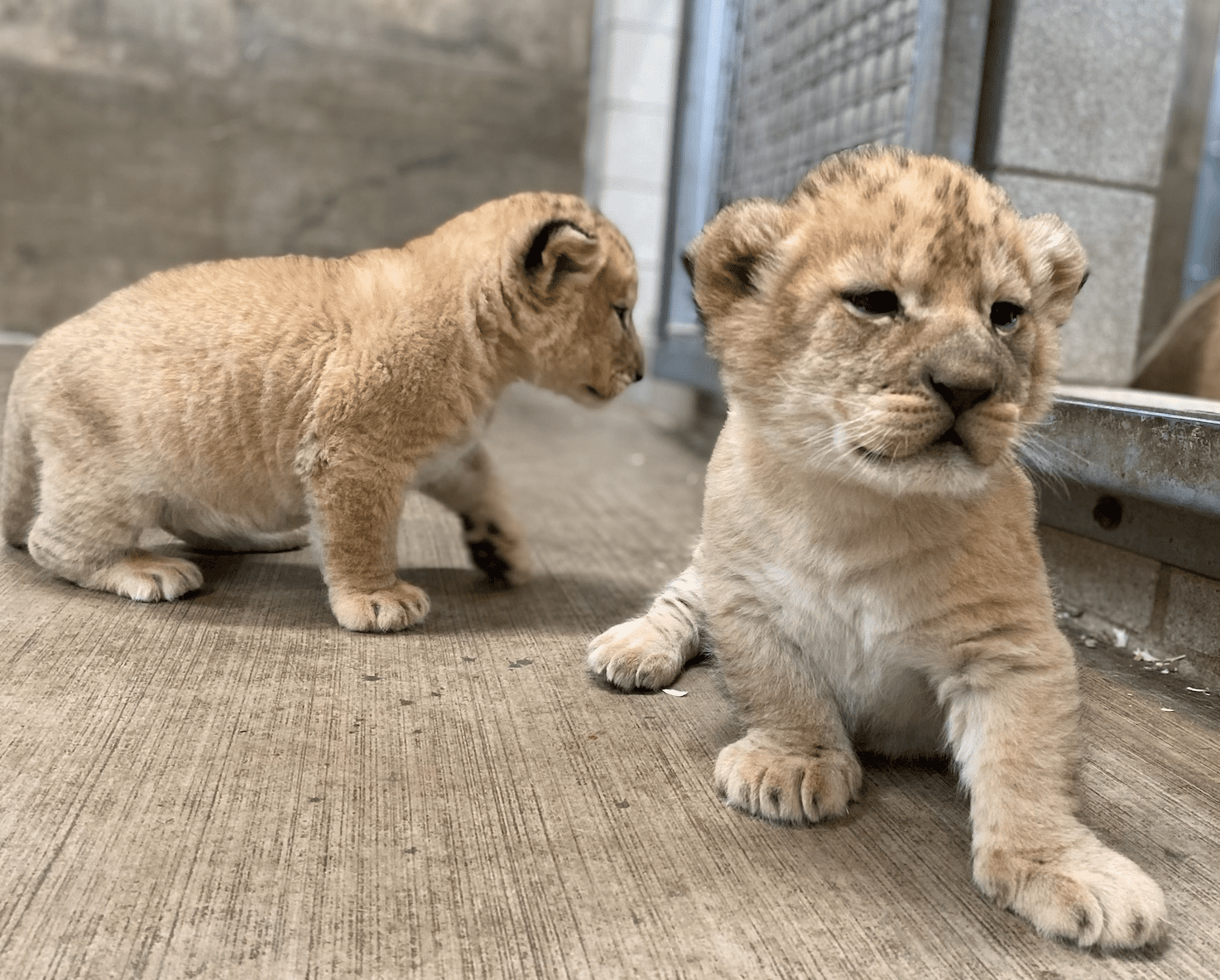 baby lions in the wild