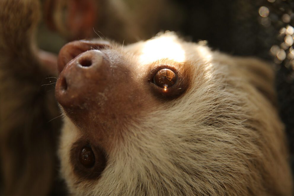 Positive Reinforcement Training | Lincoln Park Zoo