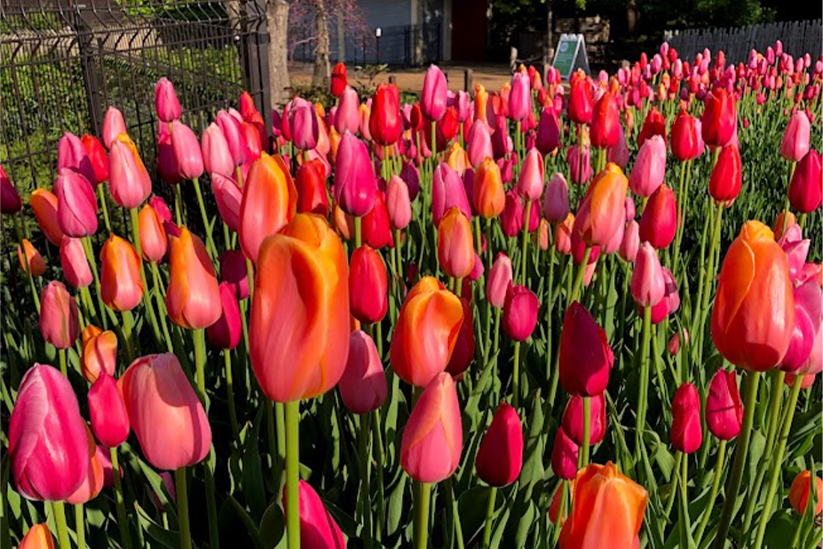 an-extravagance-of-tulips-lincoln-park-zoo