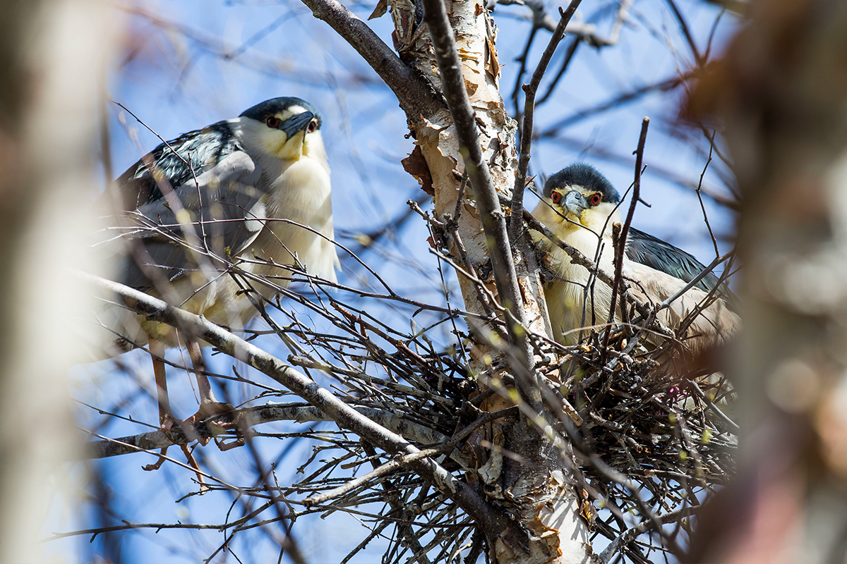 Beak of the Week: Identifying Washington's 'blue' jays