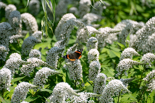 White flowers and butterflies go unnoticed amid summer colors