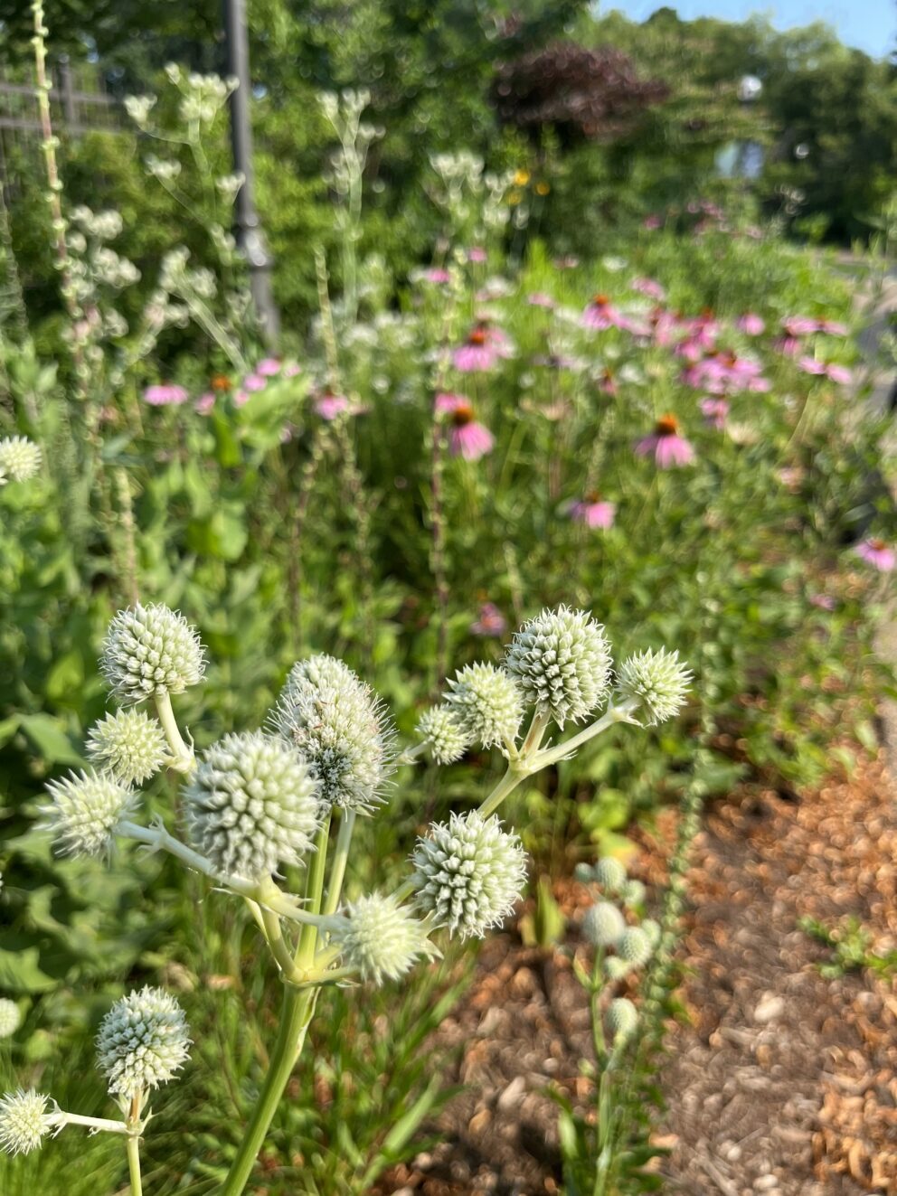 rattlesnake master plant 