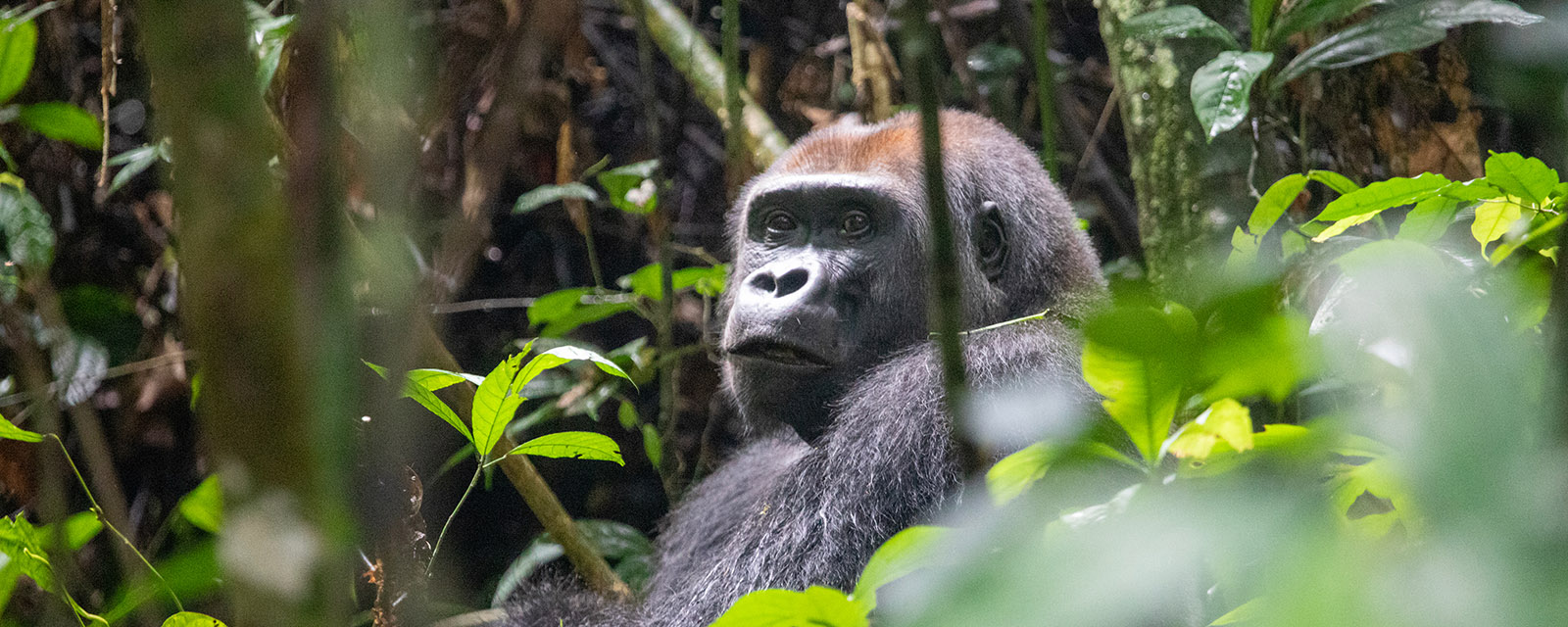 Goualougo Triangle Ape Project | Lincoln Park Zoo