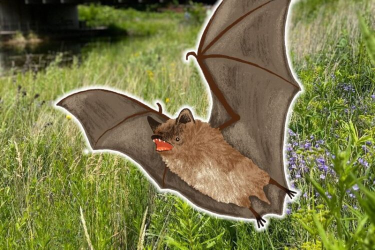 ashley bedore bat