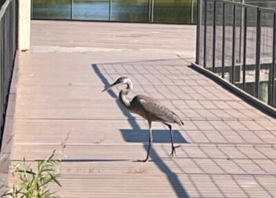 blue heron on nature boardwalk