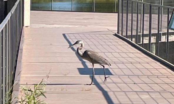blue heron on nature boardwalk