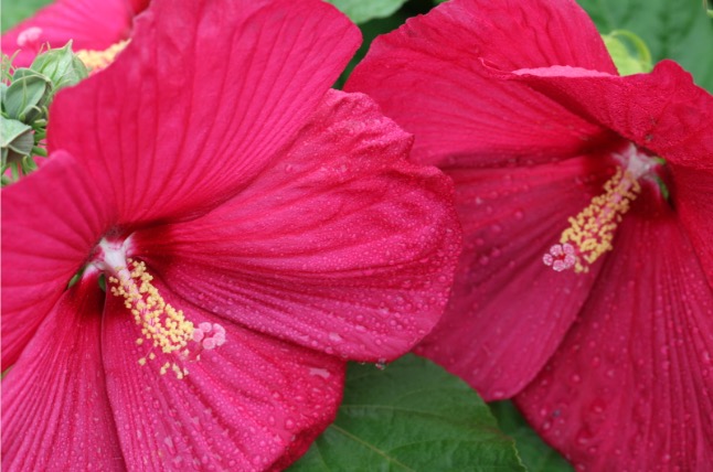 hardy hibiscus