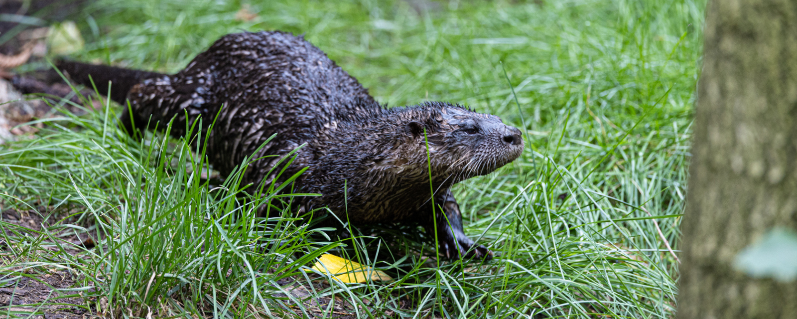 Lincoln Park Zoo Welcomes Two Geriatric North American River Otters
