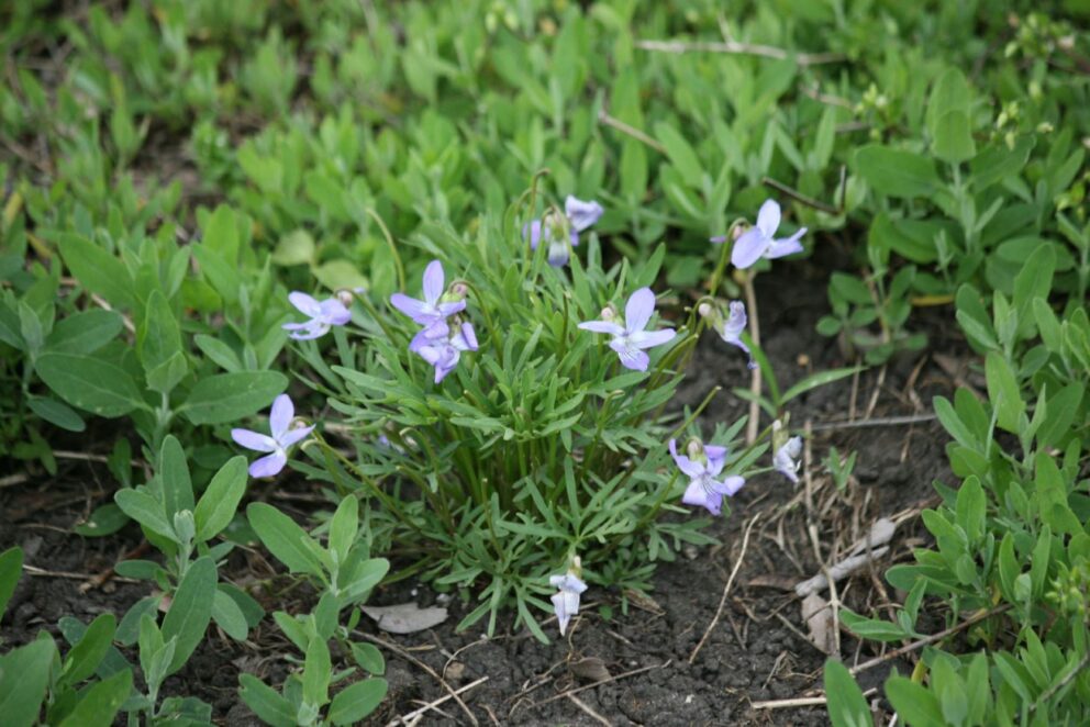 birdfoot violet