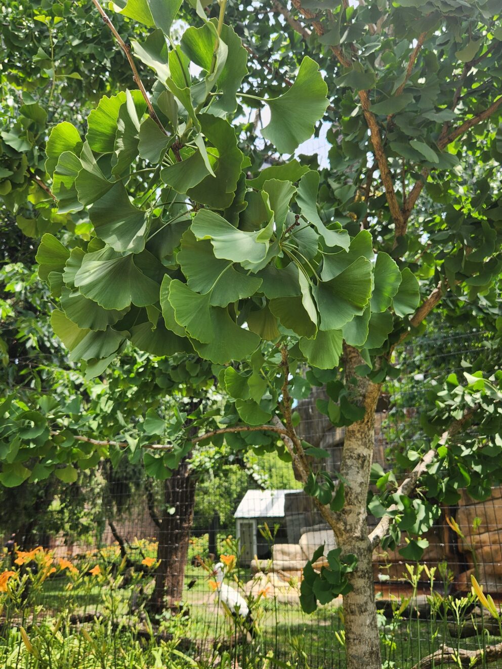 gingko tree by birds of prey habitat