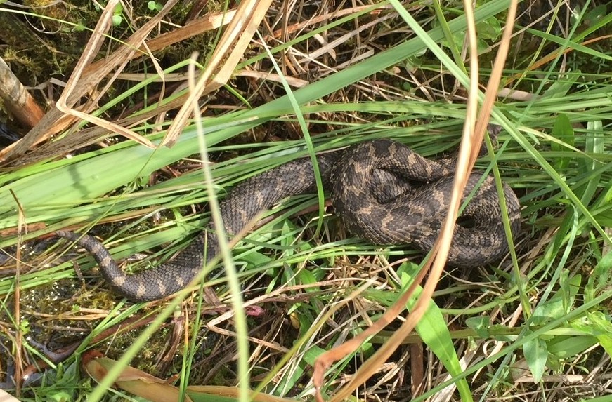 eastern massasauga rattlesnake in michigan