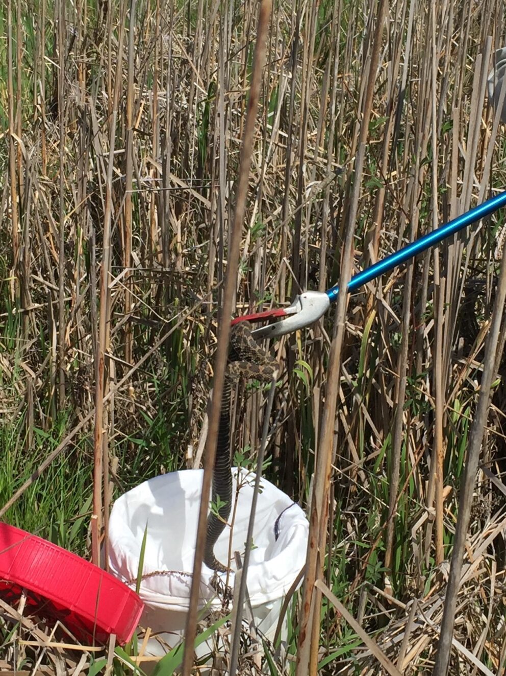 rattlesnake capture