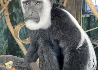 black-and-white colobus monkey