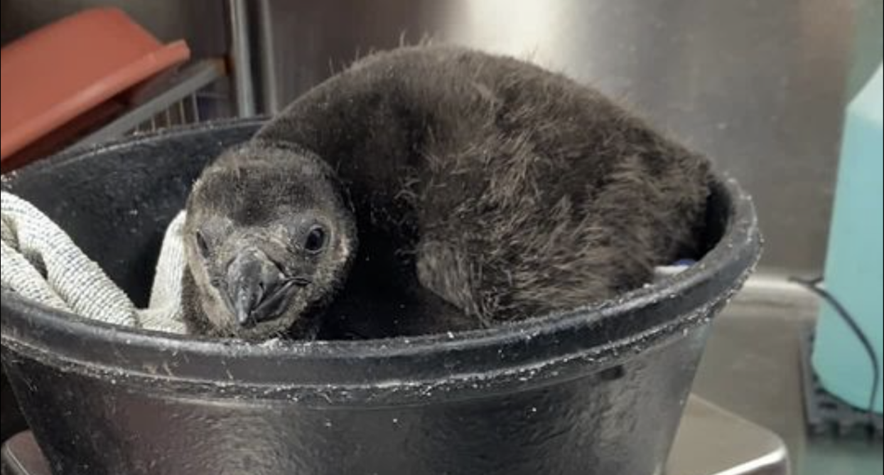 Two Endangered African Penguin Chicks Born at Lincoln Park Zoo