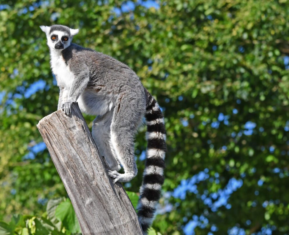 lemur at Detroit zoo