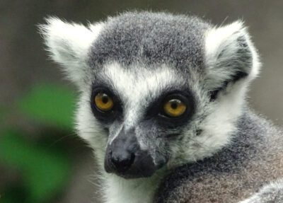 ring-tailed lemur