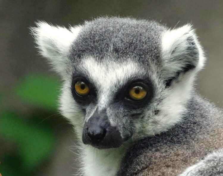 ring-tailed lemur