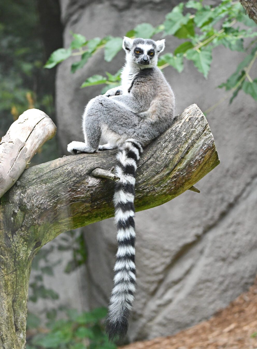 lemur at Detroit Zoo