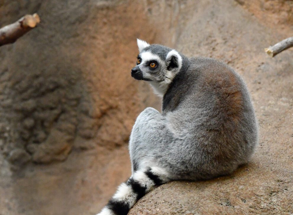 lemur at detroit zoo