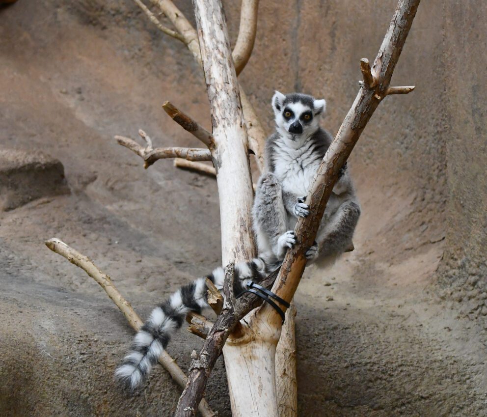 lemur at Detroit Zoo