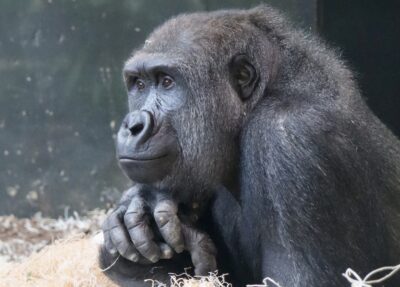 nyah western lowland gorilla