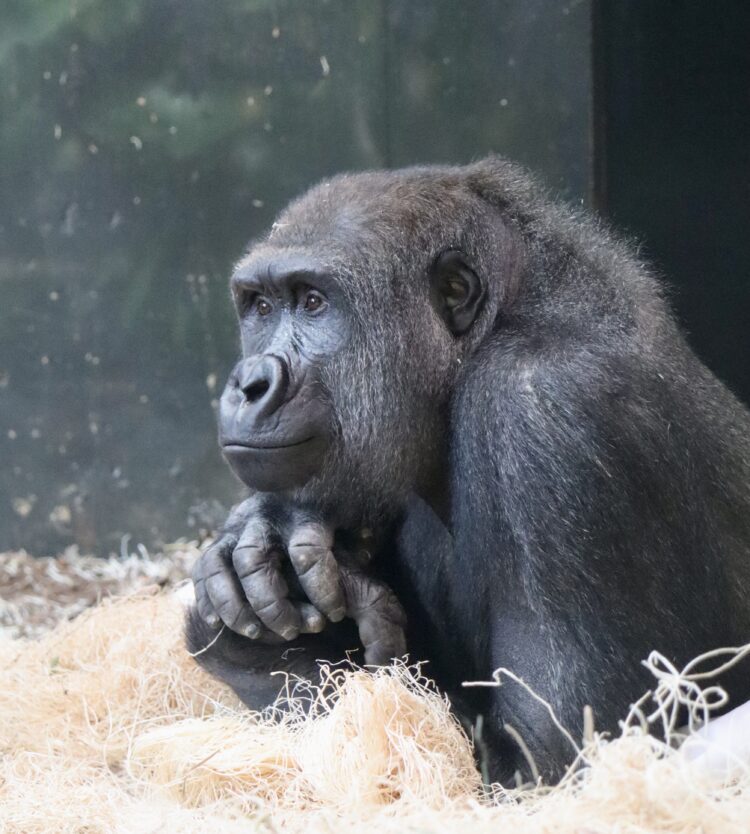 nyah western lowland gorilla