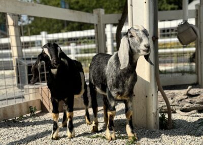 mini nubian goats