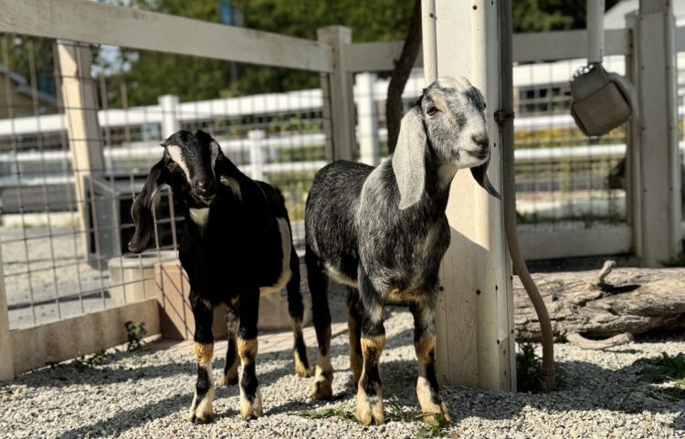 mini nubian goats