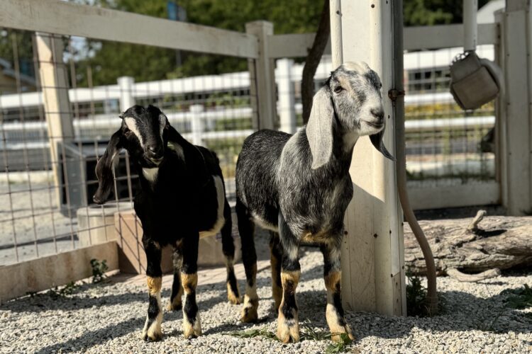 mini nubian goats