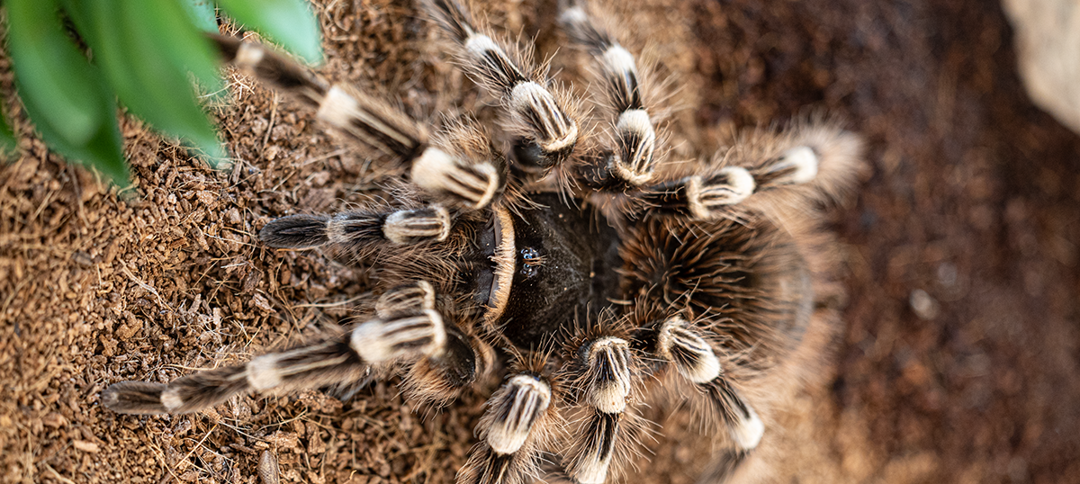 Brazilian Whiteknee Tarantula