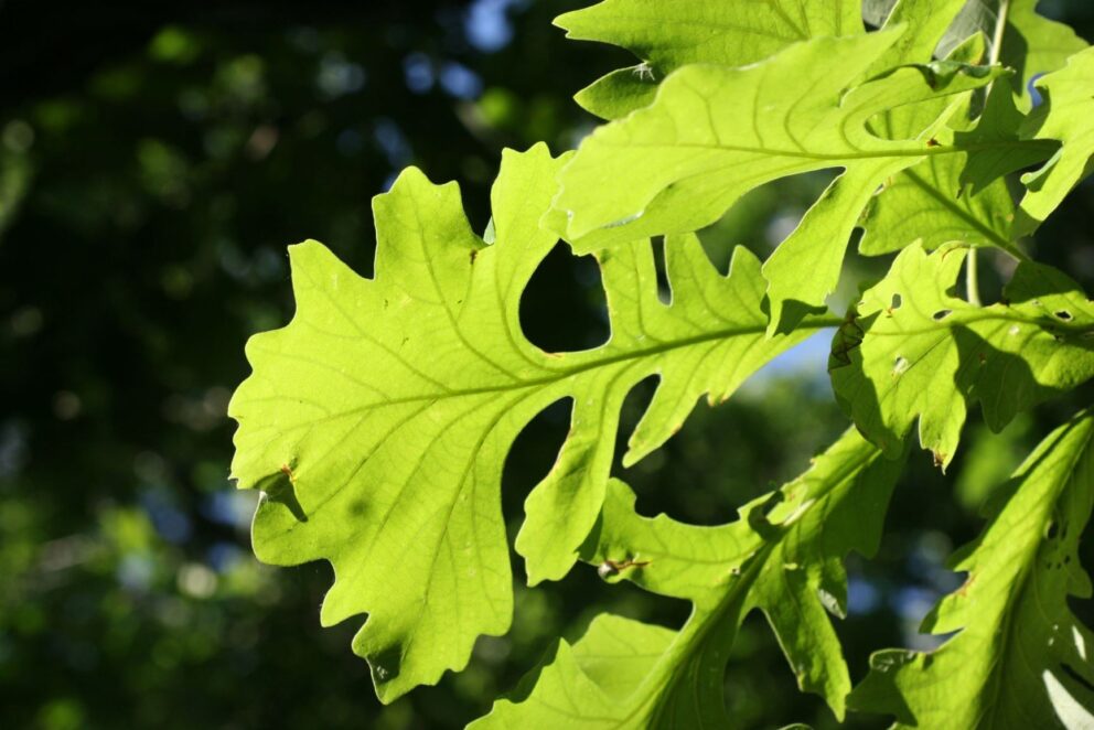 oaf leaf