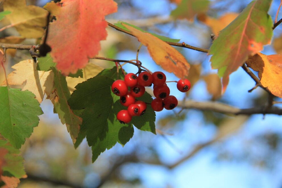 hawthorn berries