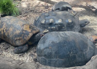 red-footed tortoises