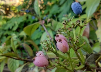 smooth viburnum