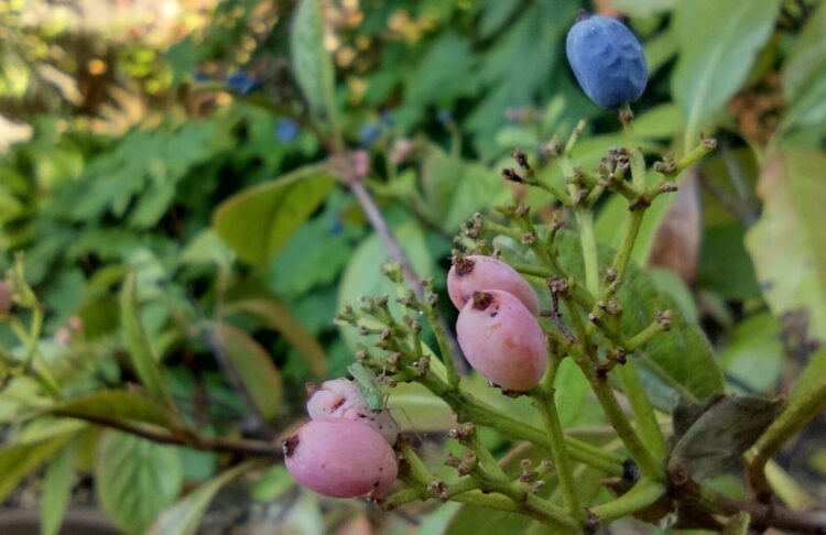 smooth viburnum