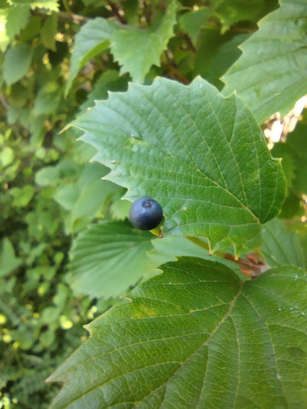 arrowwood viburnum