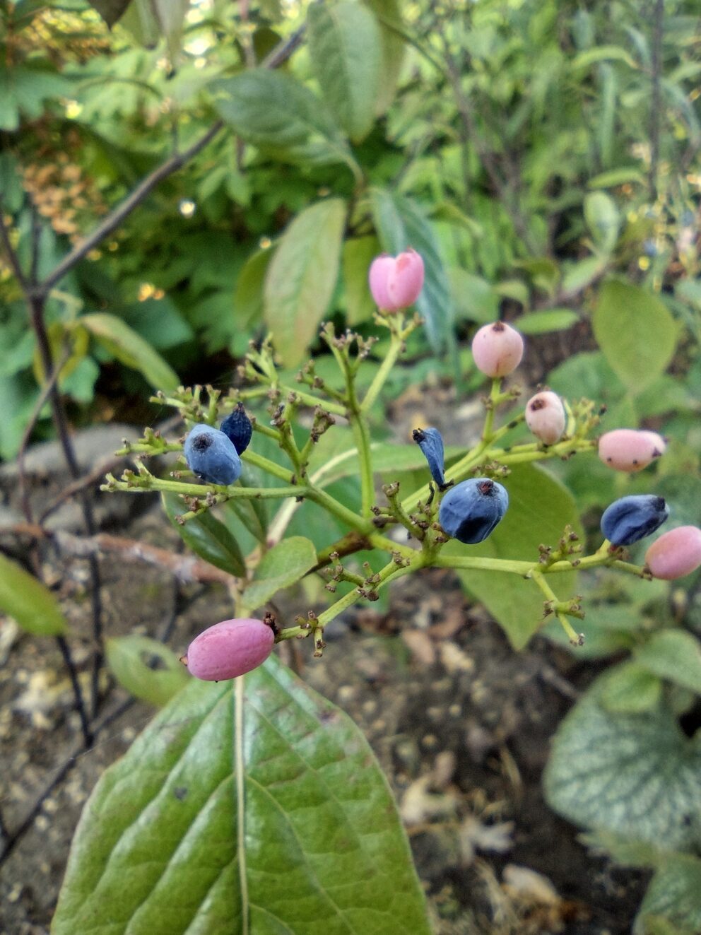 smooth viburnum