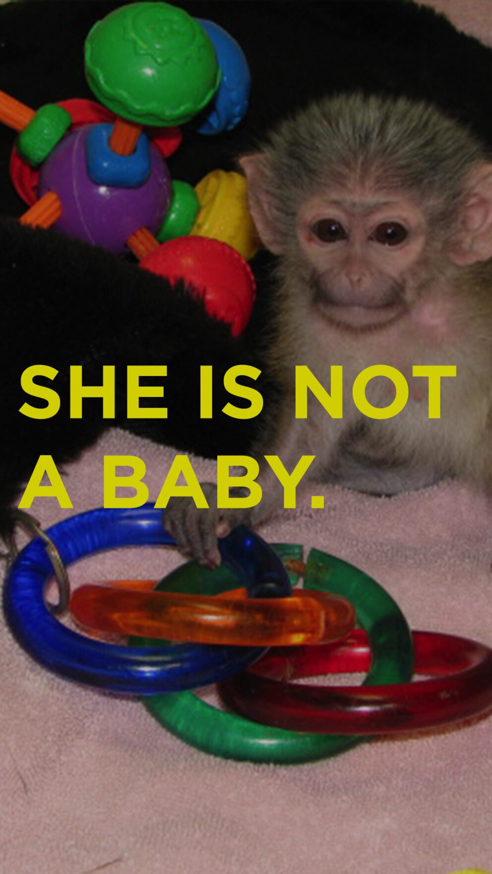 captive primate safety act campaign