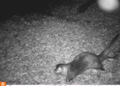 north american river otter