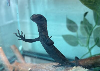 black tree monitor hatchling