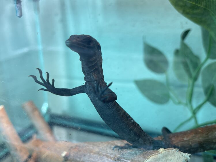 black tree monitor hatchling