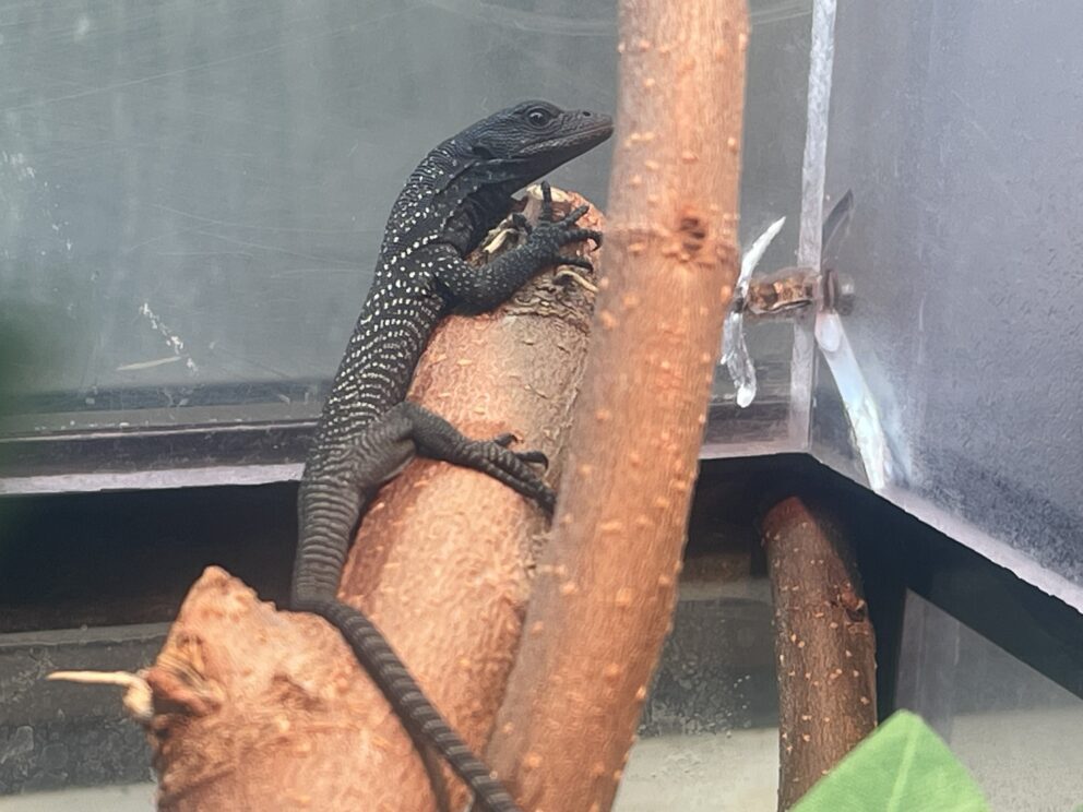 black tree monitor hatchling