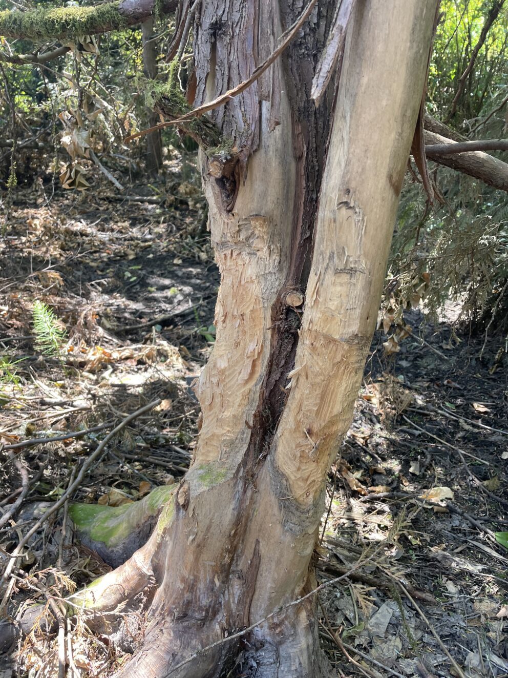 signs of beaver chewing