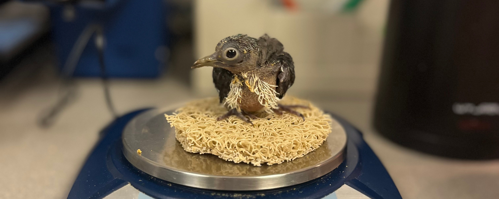 Two Jambu Fruit Dove Chicks Born at Lincoln Park Zoo