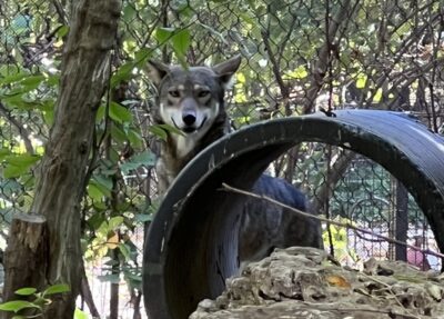 poco red wolf