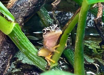 whitebelly reed frog