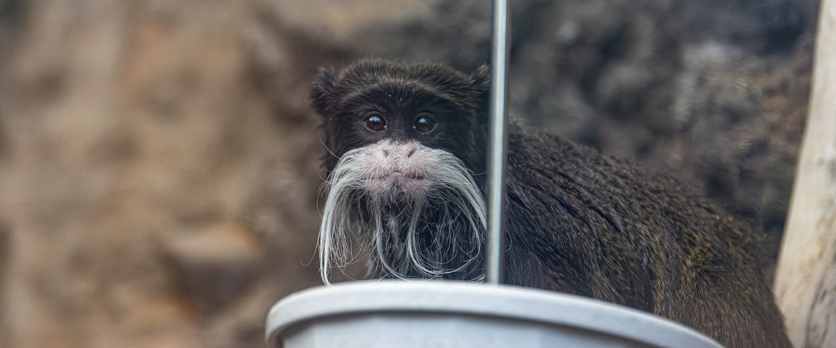 Emperor Tamarin