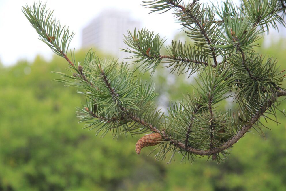 jack pine at Nature Boardwalk